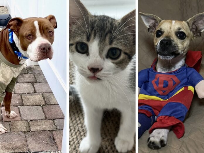 a collage of photos of a dog, a cat, and a dog wearing